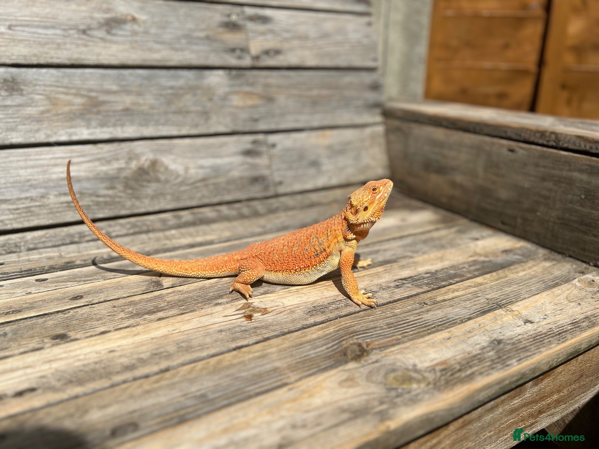 Bearded Dragon reptiles Red/Orange Bearded Dragon - Advert 3