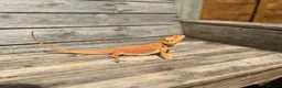 Bearded Dragon reptiles for sale: Red/Orange Bearded Dragon in Diss - Advert 1