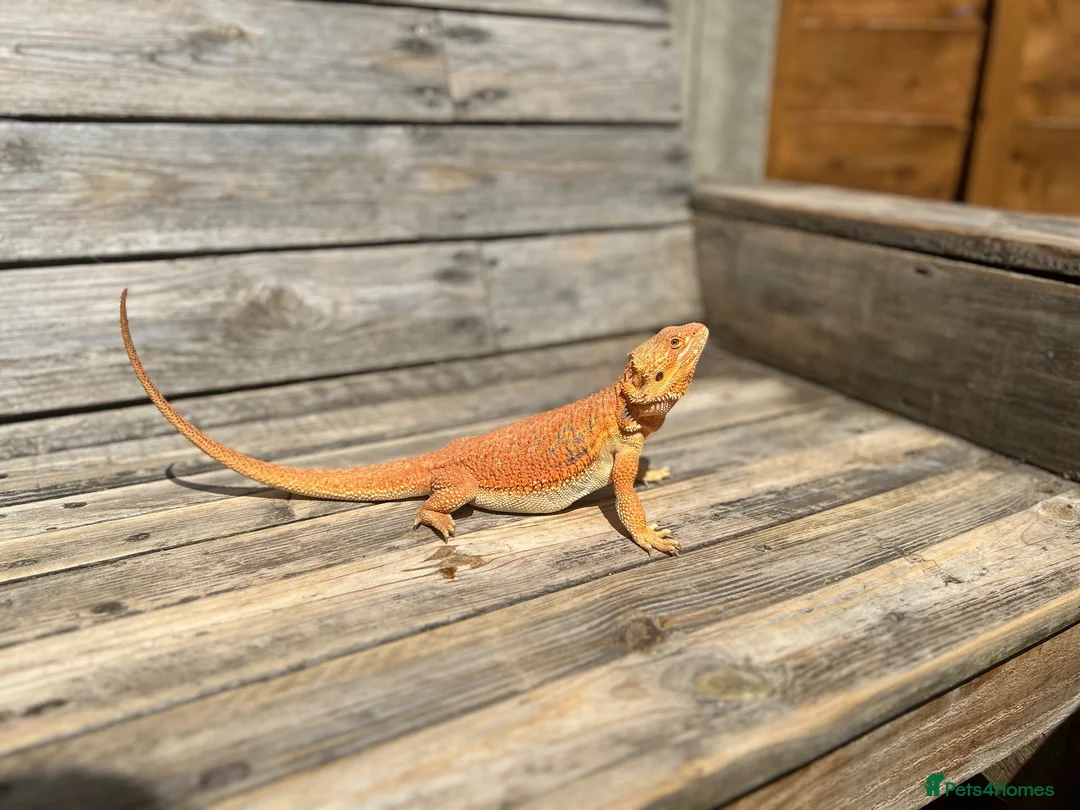 Bearded Dragon reptiles for sale: Red/Orange Bearded Dragon in Diss - Advert 1