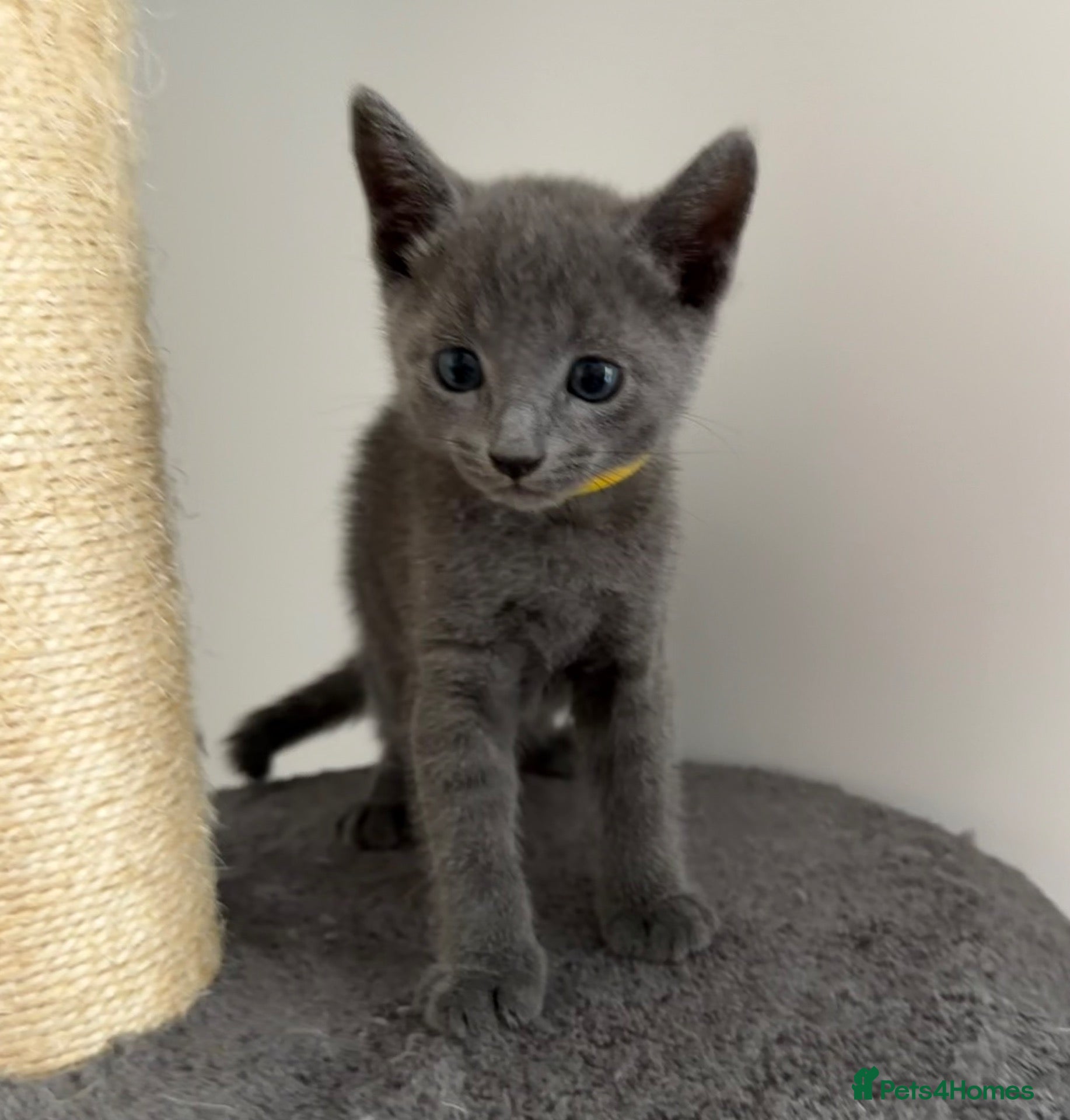 Russian Blue cats 🩵GCCF Registered Russian Blue kittens 🩵 - Advert 2