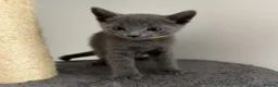 Russian Blue cats for sale: 🩵GCCF Registered Russian Blue kittens 🩵 - Advert 2