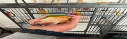 Conures birds for sale: Red factor, yellow sided pineapple conure - Advert 22