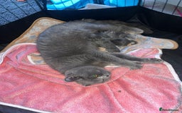 British Shorthair cats for sale: BSH GCCf kittens 1 male 1 female - Image 8