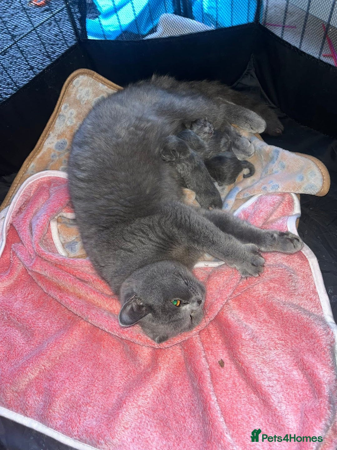 British Shorthair cats for sale: BSH GCCf kittens 1 male 1 female - Image 8