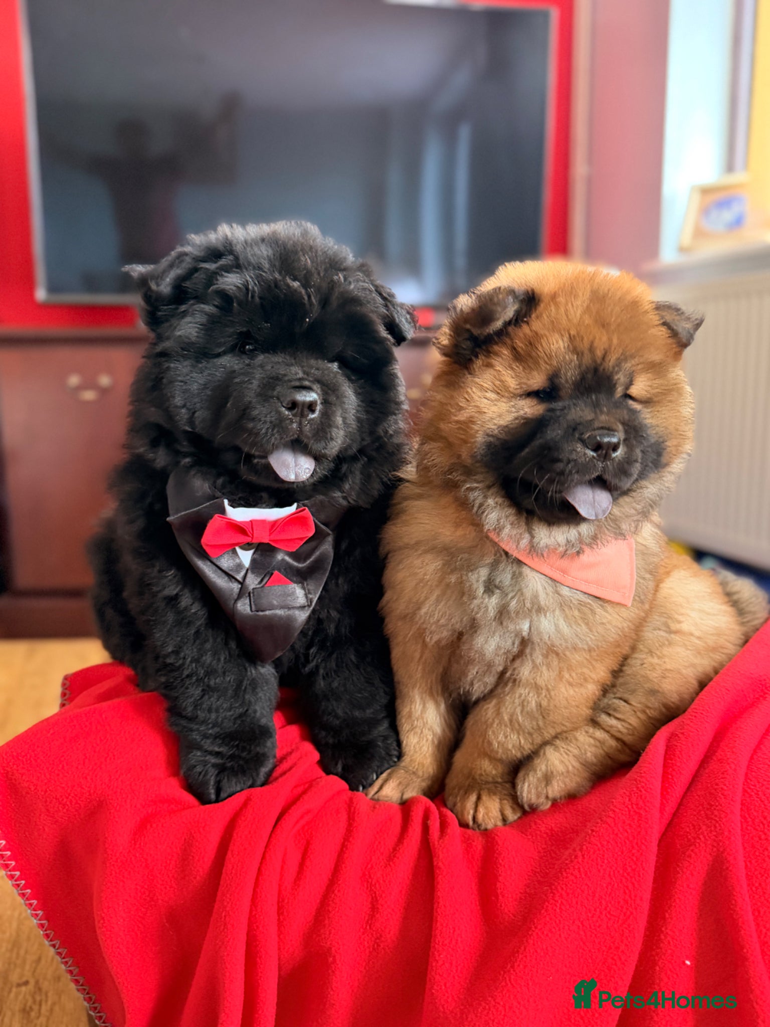 Chow Chow dogs for sale: Fluffy bears ready to go ❤️ in Lampeter - Advert 15