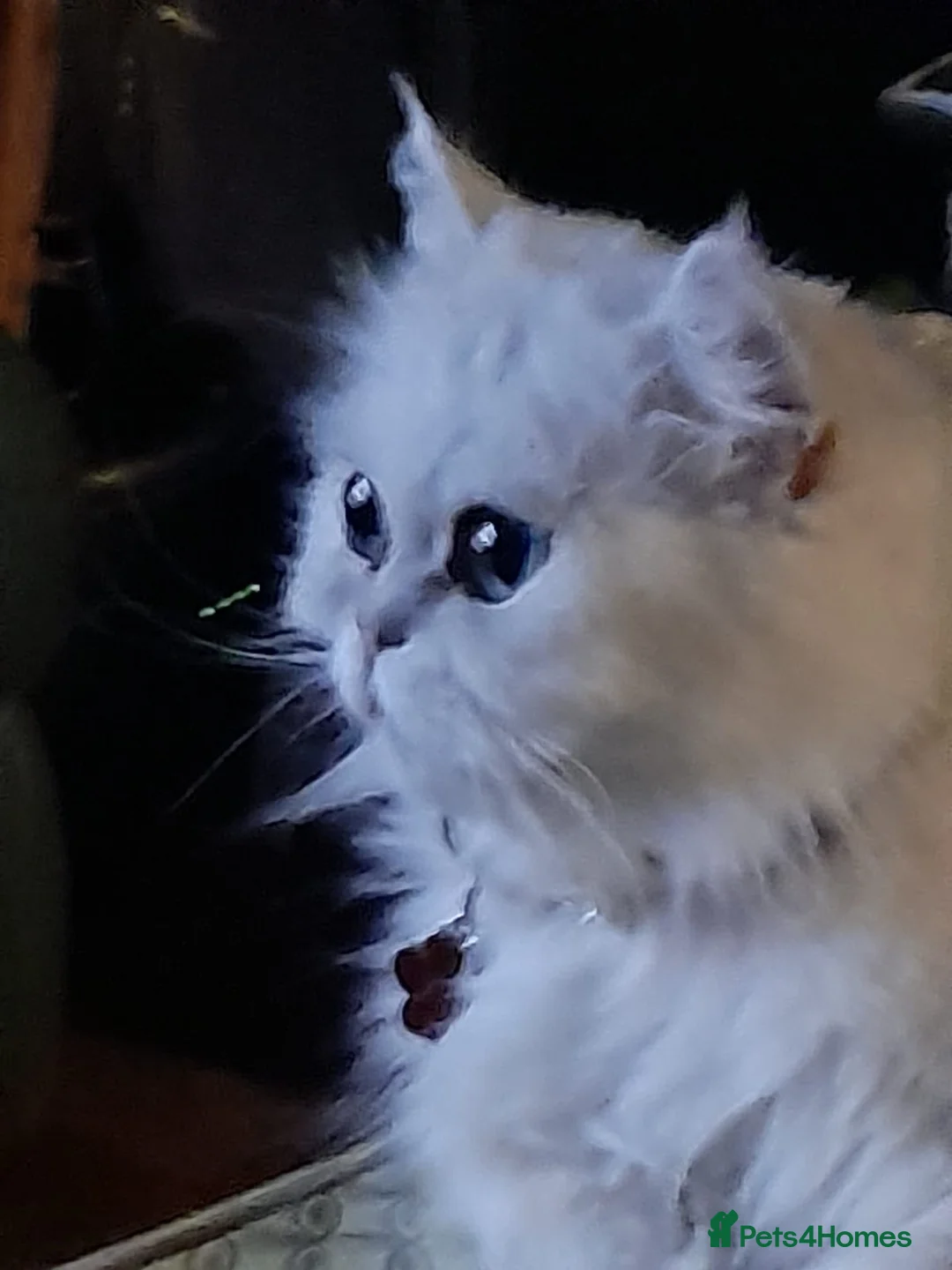 Persian cats for sale: Beautiful Persian chinchilla  - Advert 4