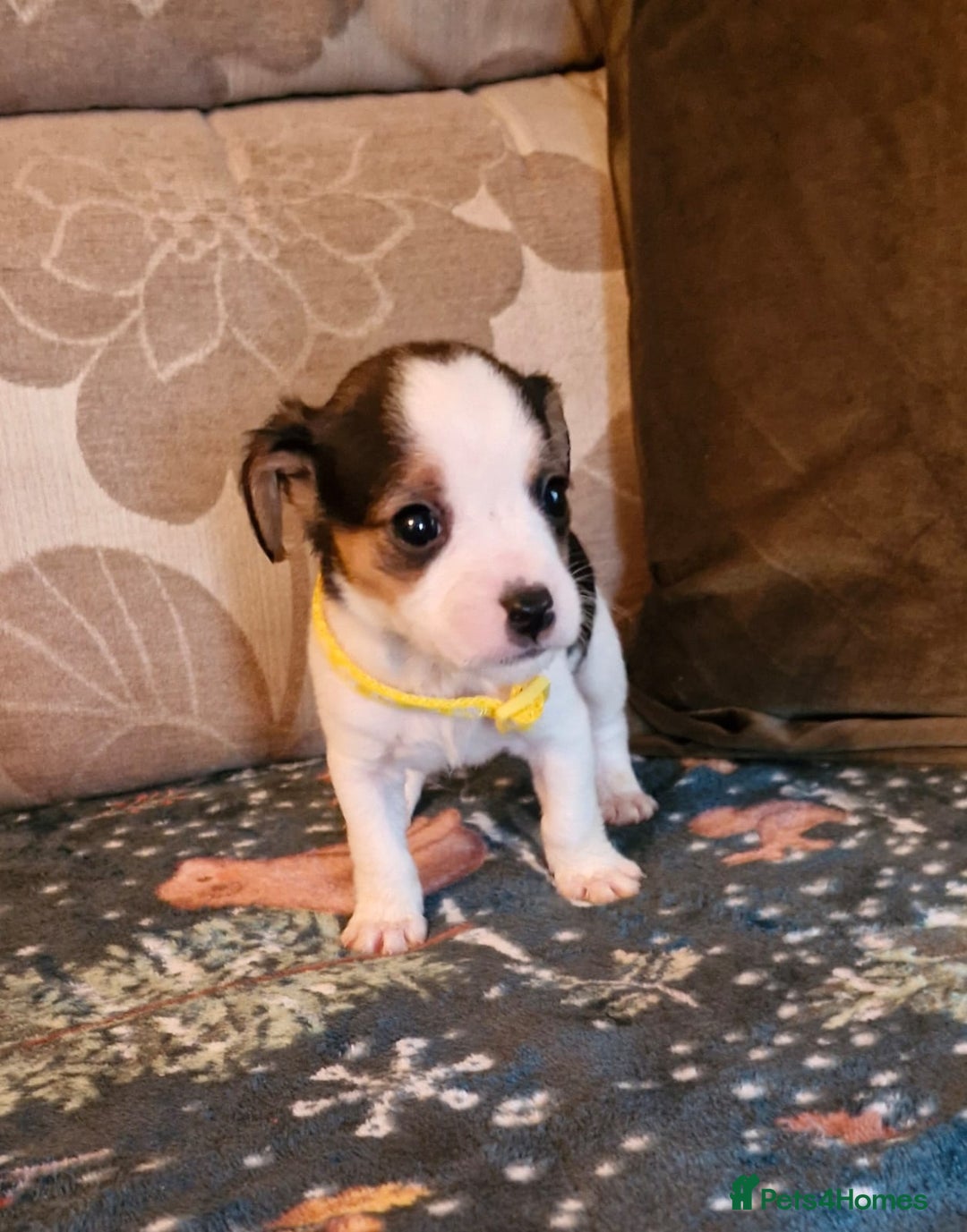 Mixed Breed dogs for sale: Cavajack Puppies  - Advert 2