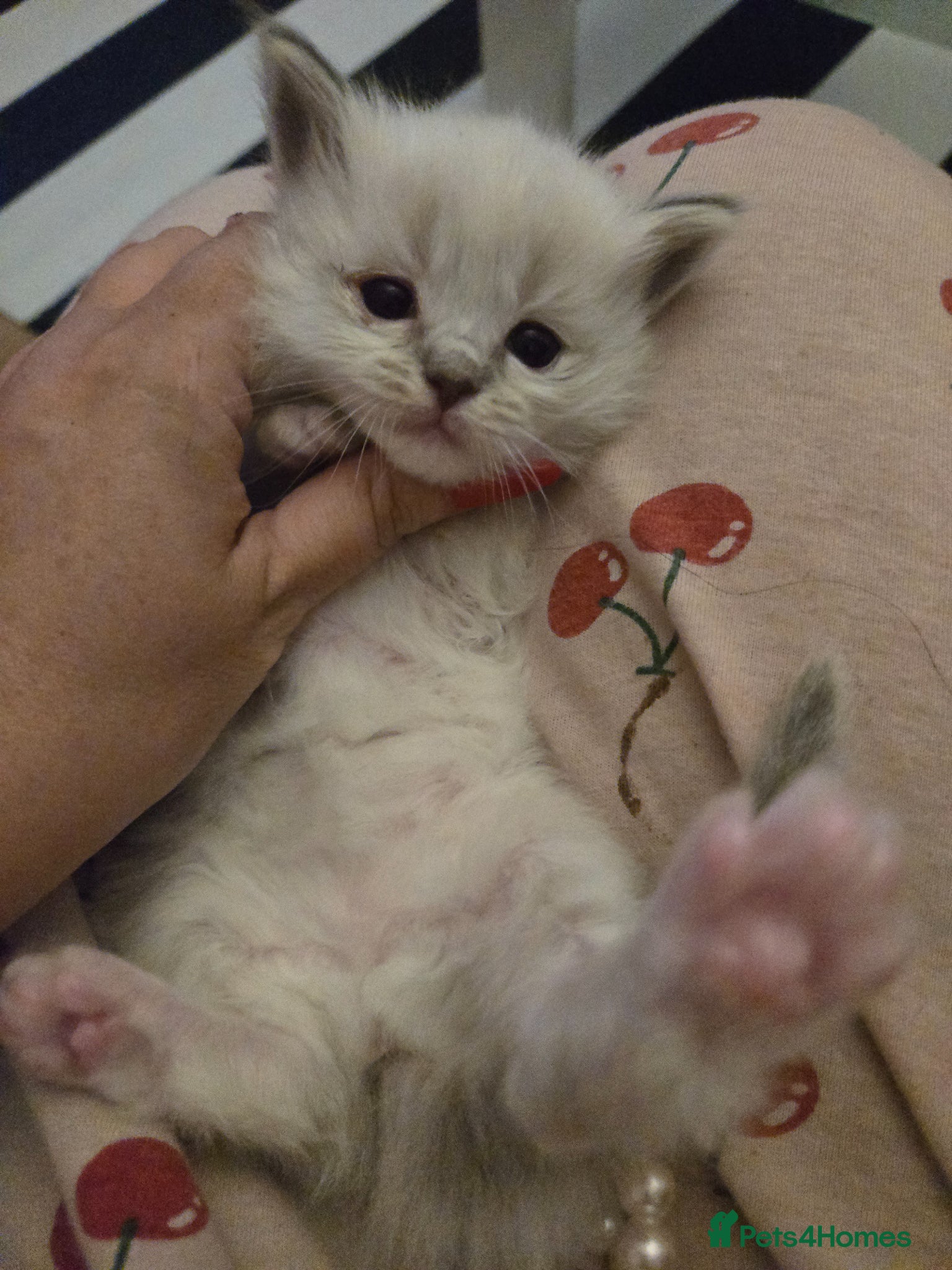 Ragdoll cats for sale: Stunning litter of Purebred Ragdoll kittens - Advert 26