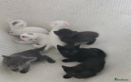 Russian Blue cats for sale: Beautiful Russian Blue cross kittens  - Image 5