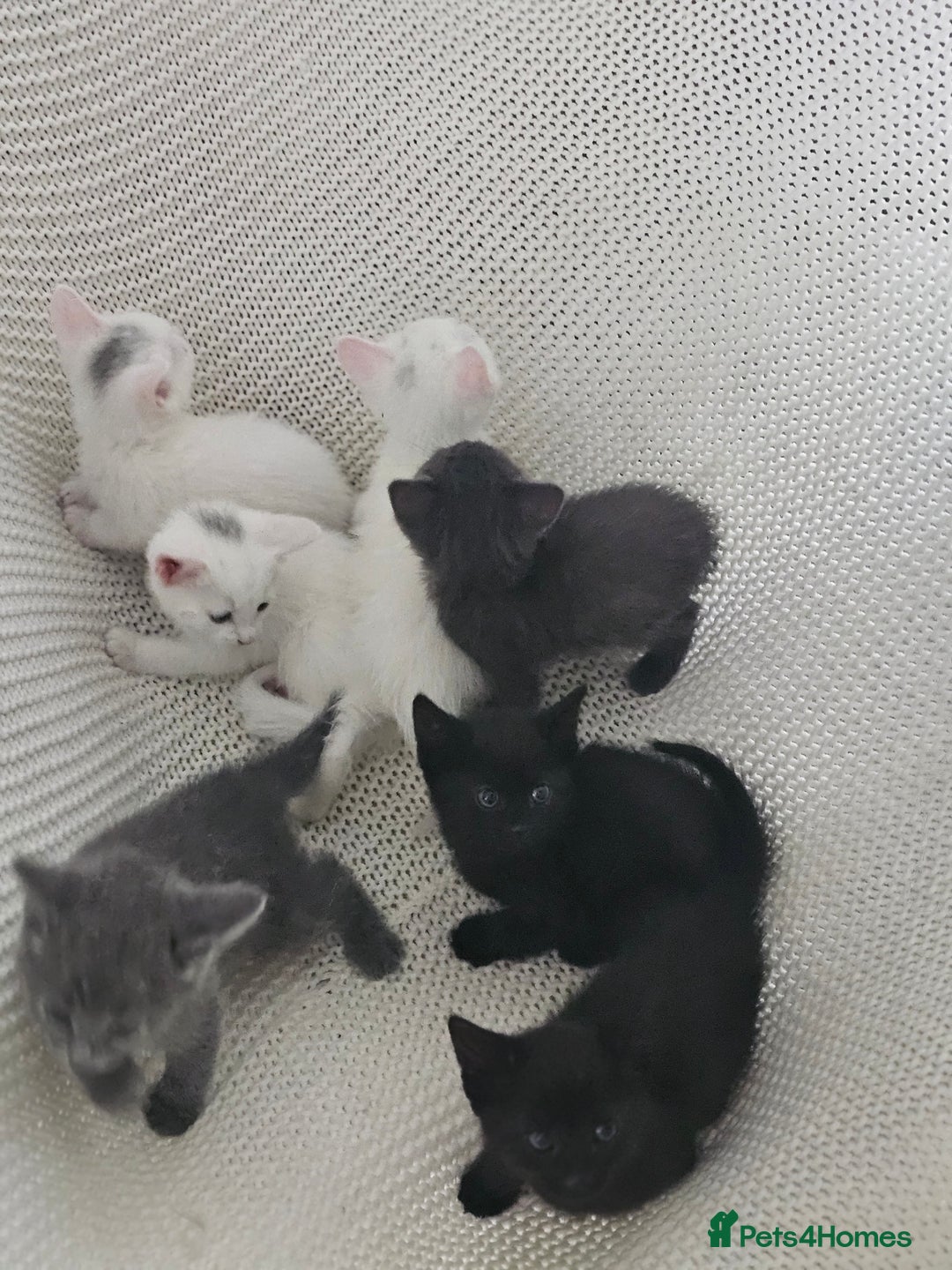 Russian Blue cats for sale: Beautiful Russian Blue cross kittens  - Image 5