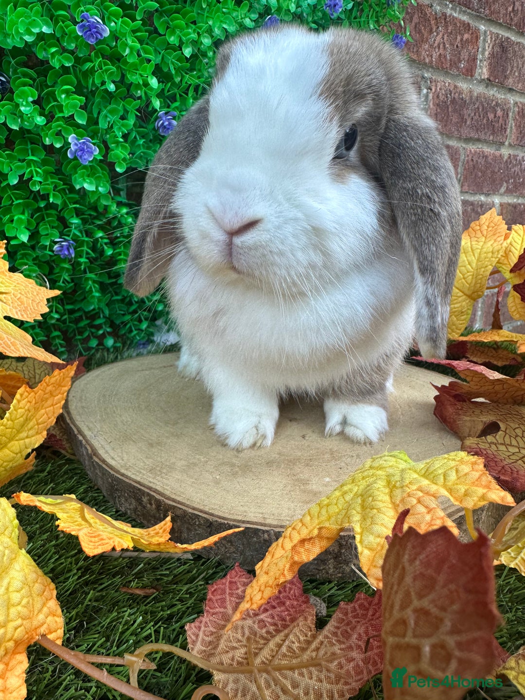Mini Lop rabbits for sale: Beautiful mini lop adults (proven)  - Advert 7