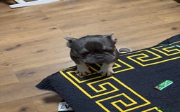 French Bulldog dogs for sale: Lilac & tan French bulldog  - Image 1