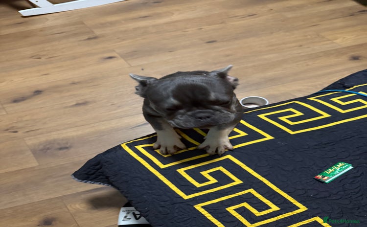 French Bulldog dogs - Advert 13