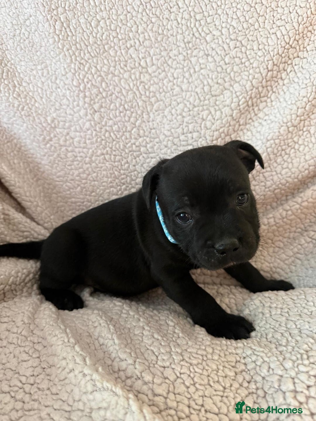 Staffordshire Bull Terrier dogs for sale: Stunning Staffordshire Bull Terrier Pups  - Advert 11