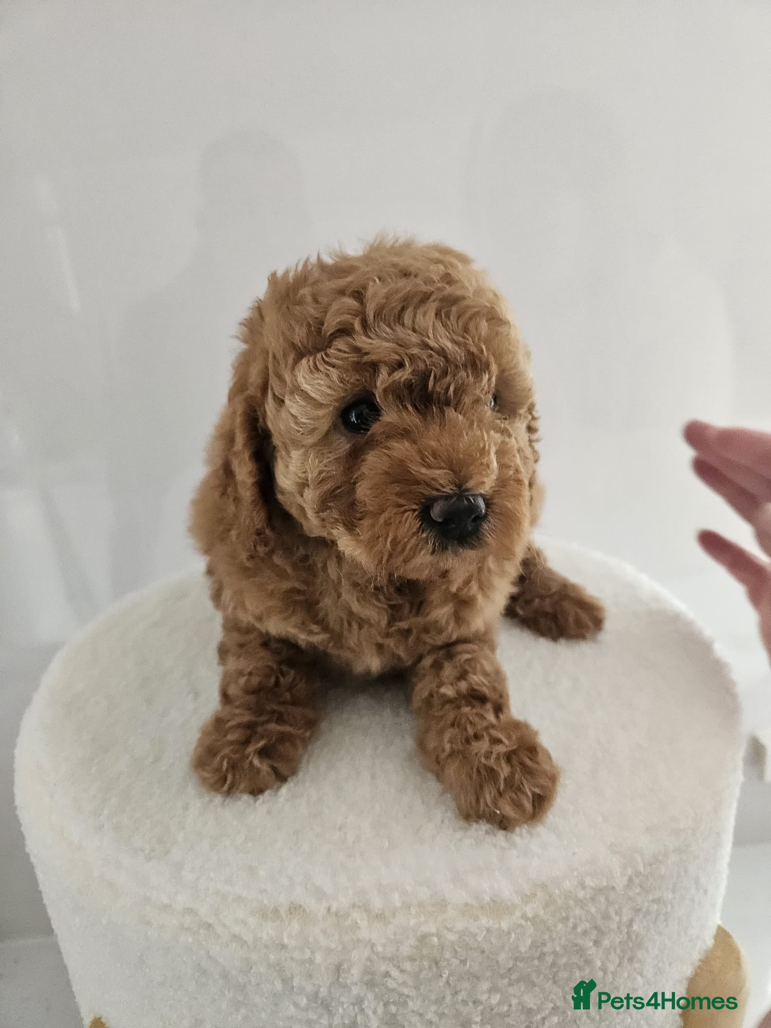 Cavapoo dogs Stunning F1B cavapoo puppies - Advert 3