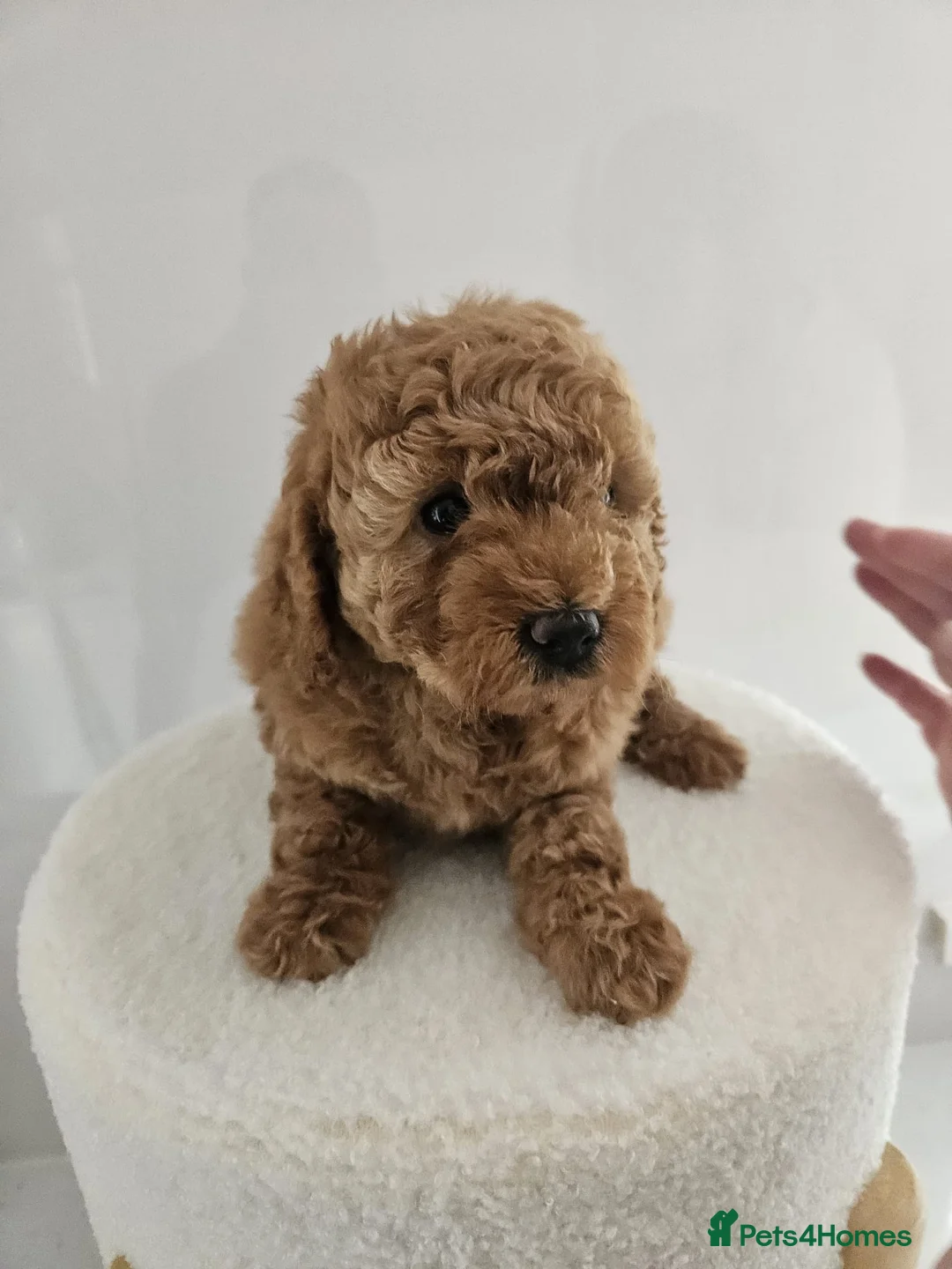 Cavapoo dogs for sale: Stunning F1B cavapoo puppies - Advert 2