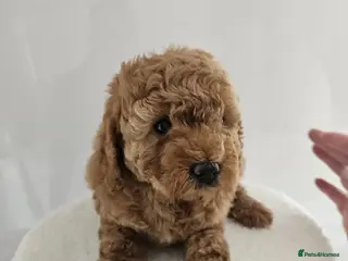 Cavapoo dogs Stunning F1B cavapoo puppies - Advert 1