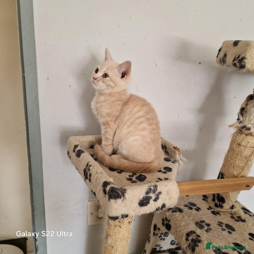 British Shorthair cats for sale: Pure British shirthair ready for new parents - Image 7