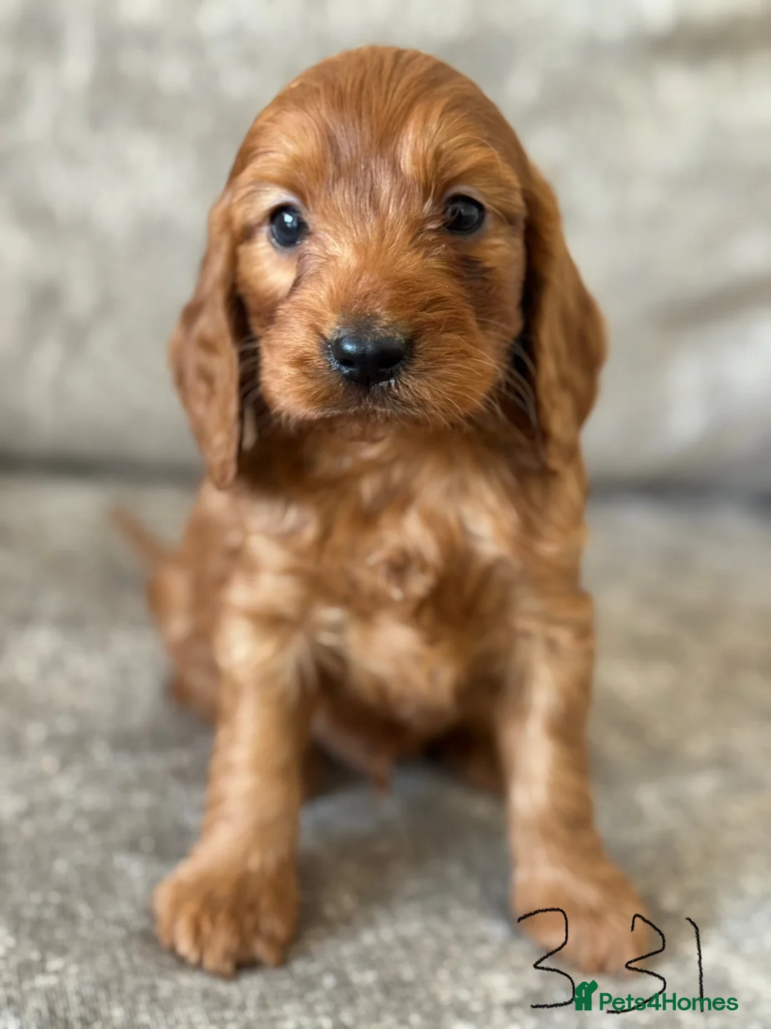 Cockapoo dogs for sale: BEAUTIFUL RED COCKERPOO LITTER  - Advert 16