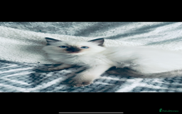 Ragdoll cats for stud: 🩵stormzy boy 🩵 - Image 4