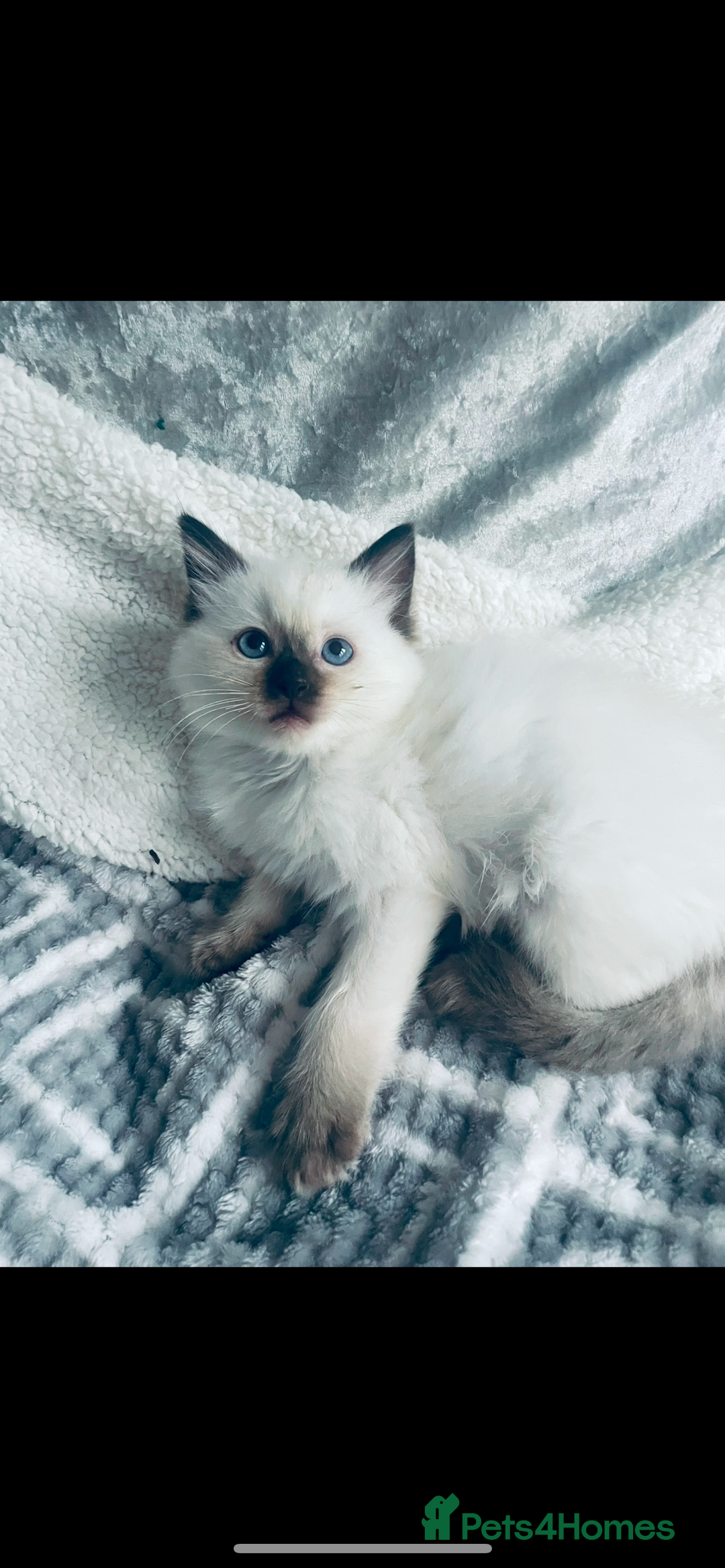 Ragdoll cats for stud: 🩵stormzy boy 🩵 - Image 4