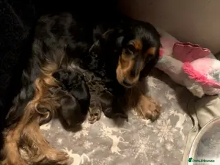 Cocker Spaniel dogs KC reg stunning quality show cocker spaniel pups - Advert 1