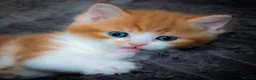 Mixed Breed cats for sale: Kitten Ginger Male Hand reared - Advert 8