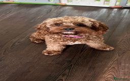 Cavapoo dogs for sale: Merlesque 5⭐️⭐️⭐️⭐️⭐️F1b Cavapoo’s  - Image 8