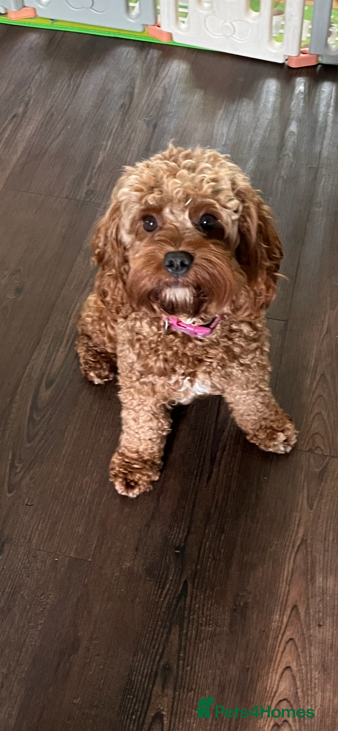 Cavapoo dogs for sale: Merlesque 5⭐️⭐️⭐️⭐️⭐️F1b Cavapoo’s  - Image 8