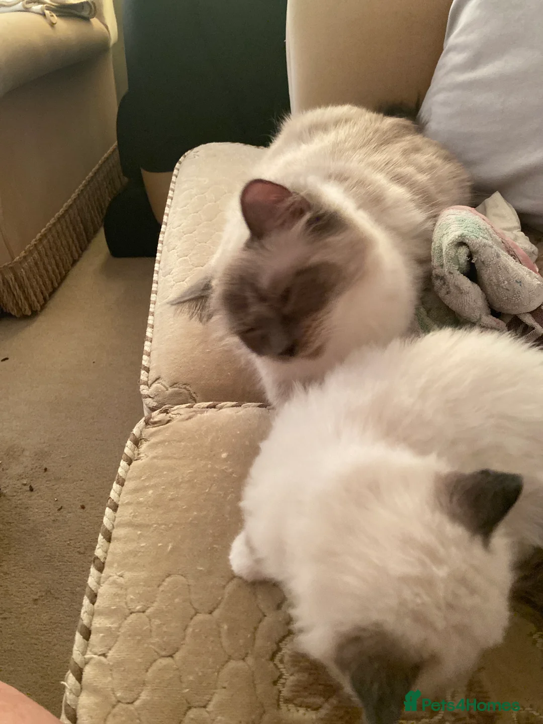 Ragdoll cats for sale: Ragdoll kittens - Advert 6