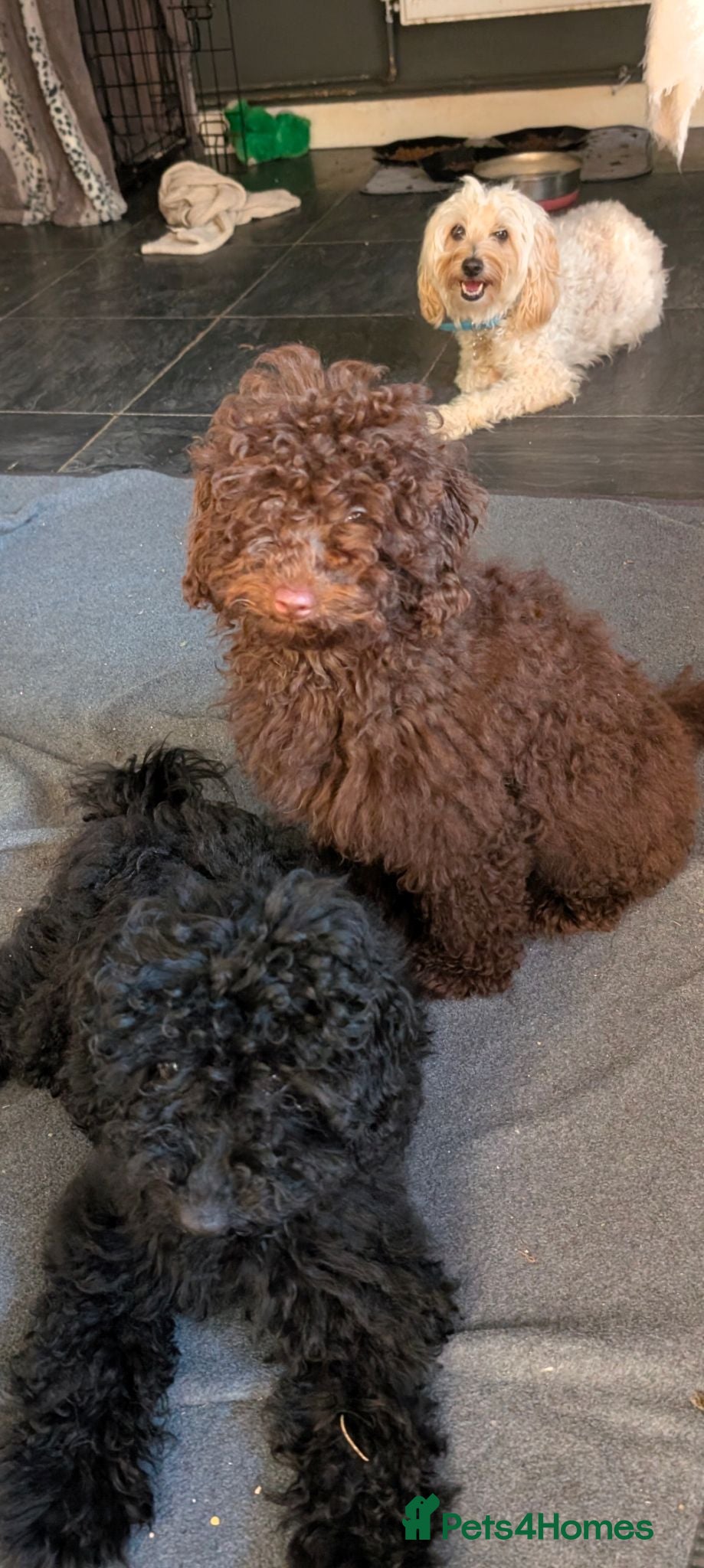 Labradoodle dogs 🐾Quality F1BB Fluffy Mini Labradoodle Pups🐾  - Advert 2