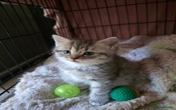 British Shorthair cats for sale: British short hair kittens - Image 16