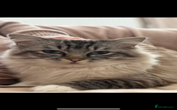 Ragdoll cats for sale: Ready now ✨ Two remaining pure ragdoll kittens - Image 7