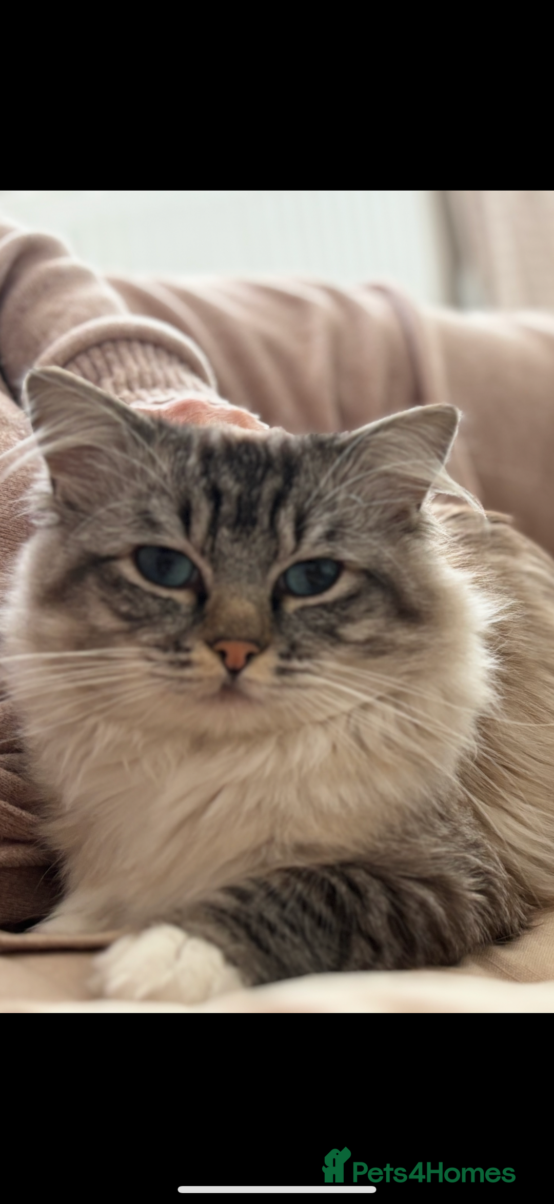 Ragdoll cats for sale: Ready now ✨ Two remaining pure ragdoll kittens - Image 7