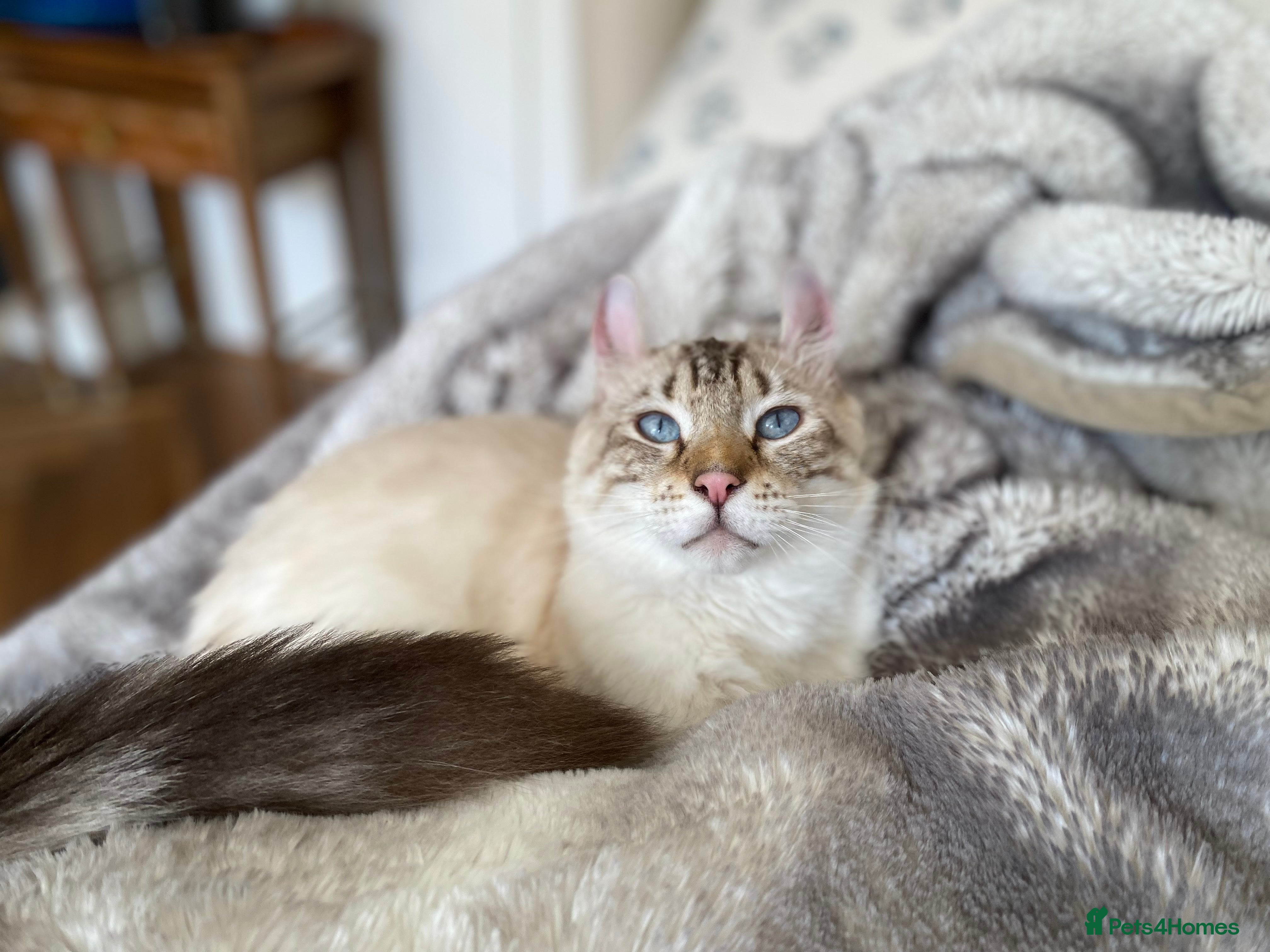 Keetso cats Stunning Blue-Eyed Keetso Cat for Sale - Advert 1