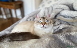 Keetso cats for sale: Stunning Blue-Eyed Keetso Cat for Sale - Image 1