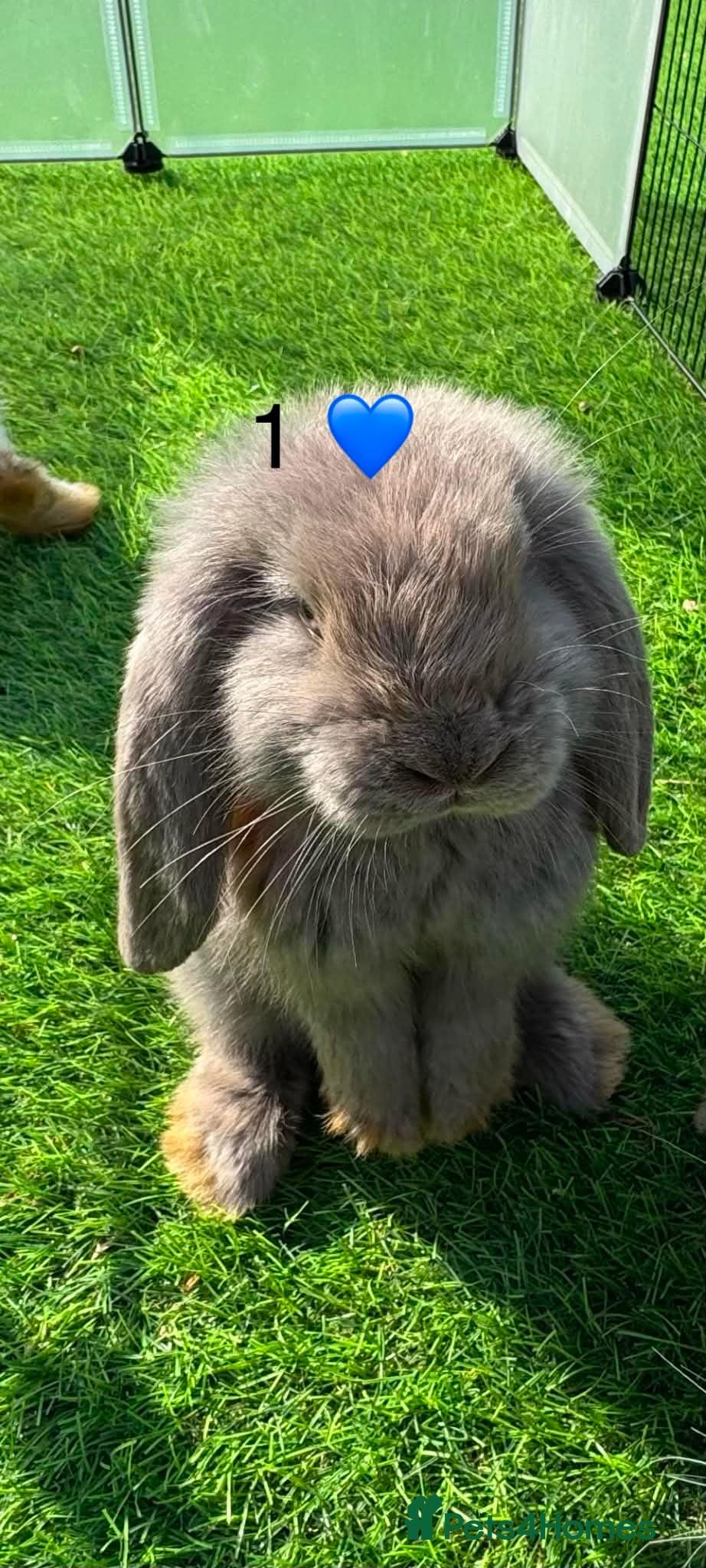 French Lop rabbits Pure French lops - Advert 7