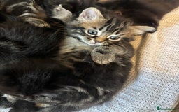 Mixed Breed cats for sale: Ragdoll/domestic shorthair  - Image 6