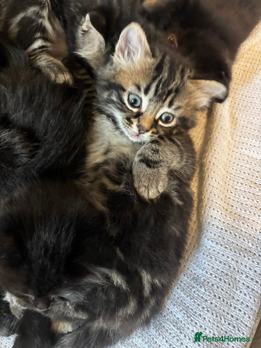 Mixed Breed cats for sale: Ragdoll/domestic shorthair  - Image 6