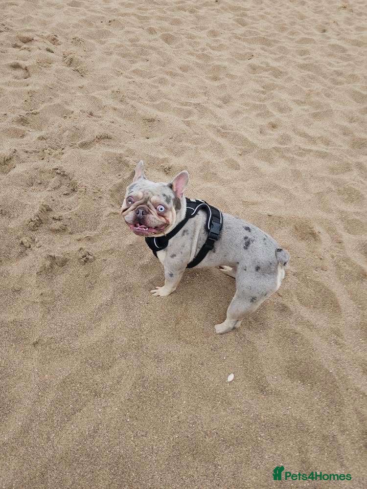 French Bulldog dogs French bulldog platinum lilac tan merle  - Advert 8