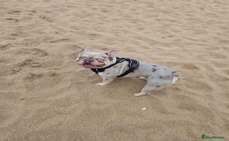 French Bulldog dogs - Advert 1