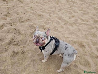 French Bulldog dogs - Advert 1