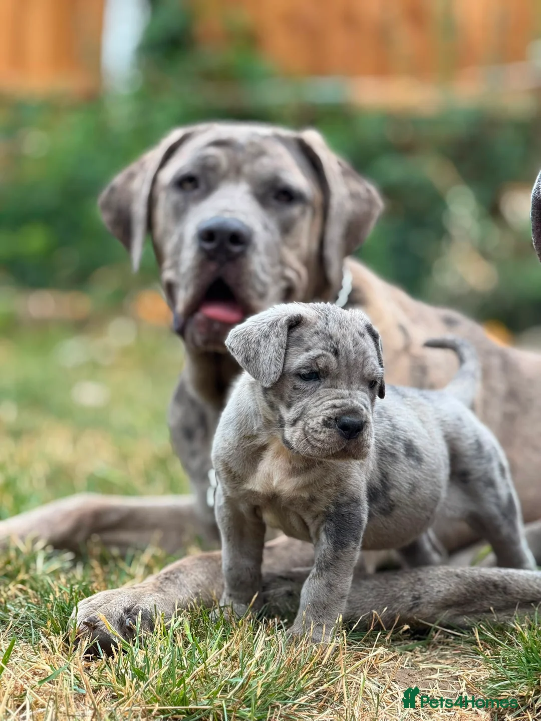 Mixed Breed dogs for sale: Blue Mastiff x cane corso with blue eyes  in Basingstoke - Advert 9