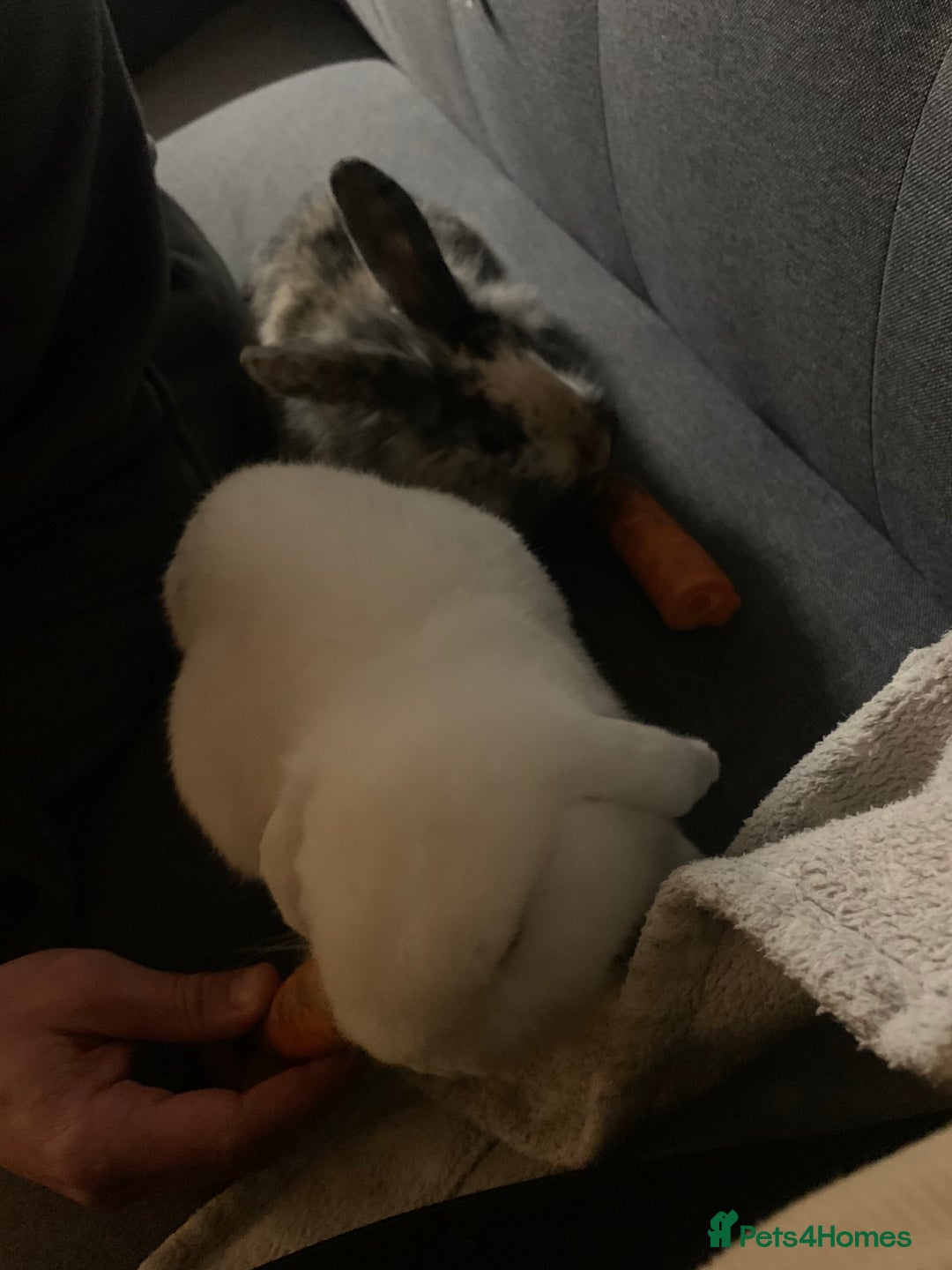 Mixed Breed rabbits for sale: Two rabbits female and male - Advert 3