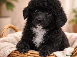 Toy Poodle dogs Toy poodle WAITING LIST - Advert 4