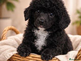 Toy Poodle dogs Perfect Toy poodle WAITING LIST - Advert 11