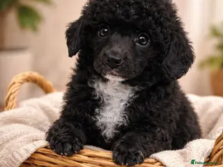 Toy Poodle dogs Perfect Toy poodle WAITING LIST - Advert 18