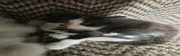 Maine Coon cats for sale: Poly litter of mainecoon/ragdoll - Advert 4