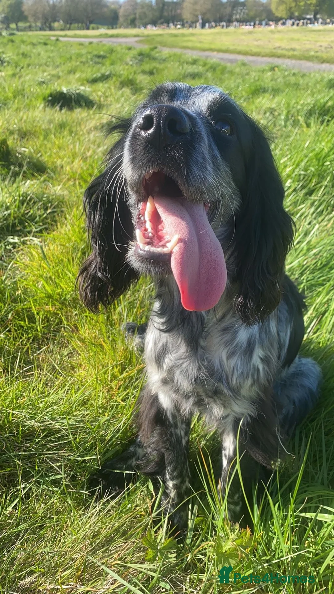 Cocker Spaniel dogs for stud: Dubie  - Advert 6