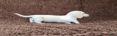 Miniature Dachshund 1